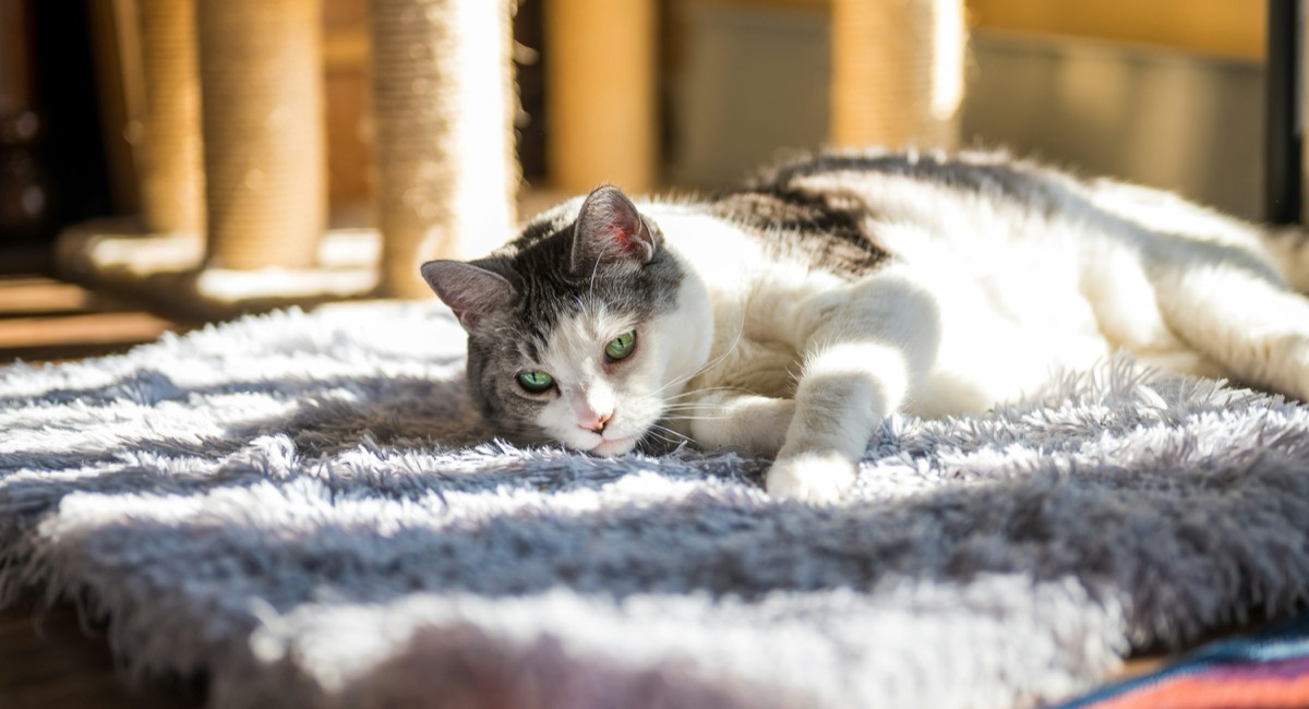 A cat resting, a small everyday companion